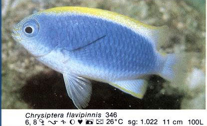 Chrysiptera flavipinnis